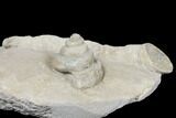 Mississipian Gastropod (Euomphalus) & Coral Fossil - Iowa #130303-1